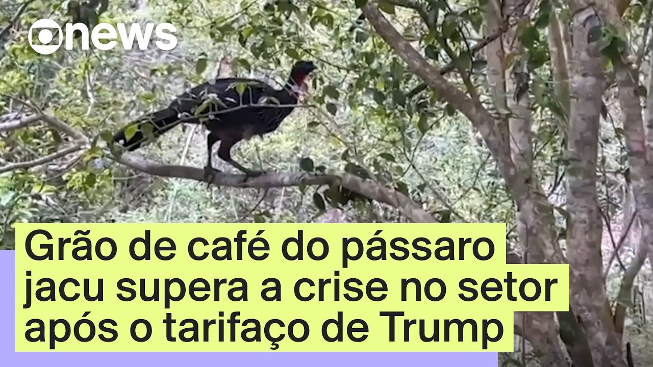 A relação do pássaro jacu com a produção do café