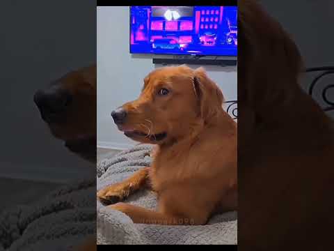 Funny and cute dogs compilation#funnydogs#cute#doglover#doglife#cure#dogshorts#pet#doglife