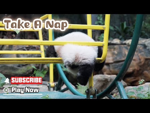 Baby Panda, No Drowsy Driving Please | iPanda