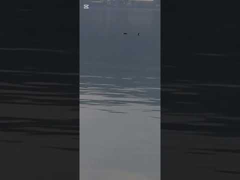 (UMA】遭遇した未確認生物#shorts #uma #未確認生物#不思議#釣り