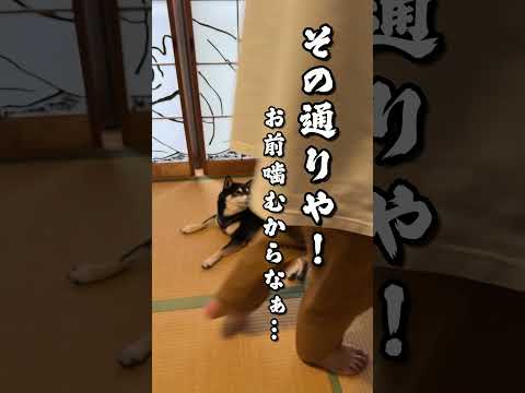 散歩とかな柴犬 #柴犬