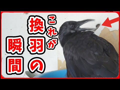 【換羽の瞬間】カラスの羽根が抜け落ちる瞬間が撮れました!20250821、カラス&四つ足クインテット(仮)
