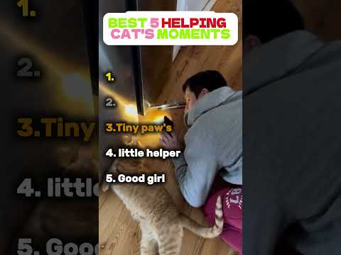 Best 5 helping cat's moments !! Lika and Follow for more !