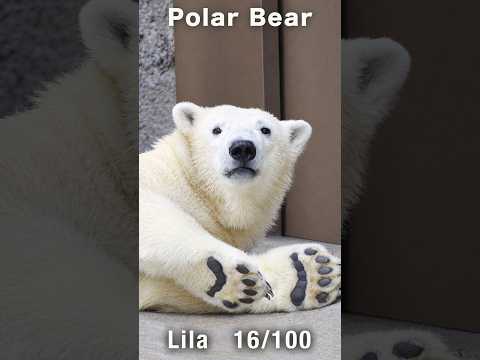 そんな音出せるの?隣のホッキョクグマにこぐまがした事 #ホッキョクグマ #polarbear #shorts