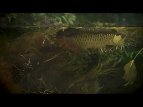 ASMR | Arowana swimming at Auckland Zoo