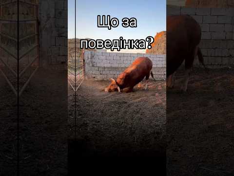 Поведінка бика вражає, це потрібно бачити! #бик #тварини #cow #animals #funnyanimals #бики #корови