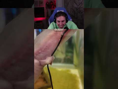 AXOLOTL YUMURTLAMASI KickQuit Uzun Halini İzlyebilirsiniz