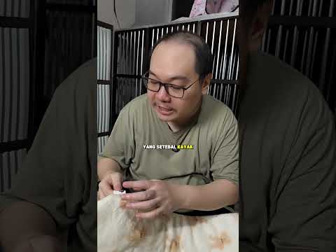 review selimut kucing Pawsitive Vibes