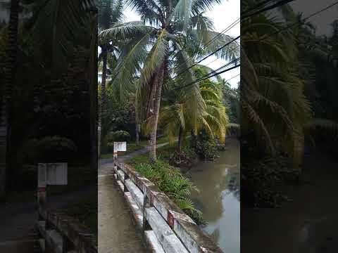 hương tình Bến Tre #cảnh