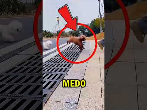 O CACHORRO Mais BOBINHO de TODOS! 🦴👀🚫😱🐩 #curiosidades #viral #shorts