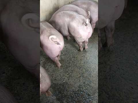 Ngày 11/10: miền Bắc giảm mạnh:50-53,MT:49-52,MN:53-55,CPMB:56, CPMN:57,5