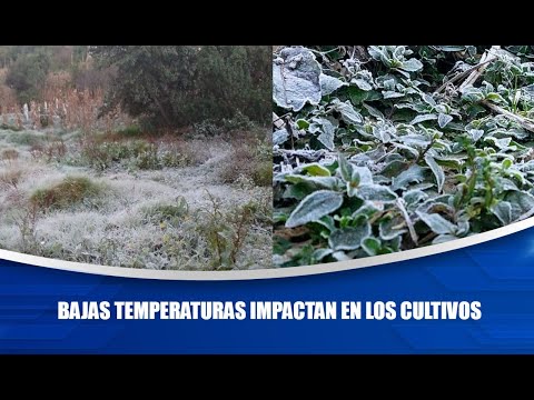 Bajas temperaturas impactan en los cultivos