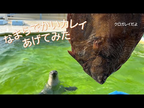 猫の動画サムネイル - アザラシたちになまらデカいカレイあげてみた