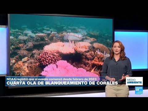 El mundo atraviesa una cuarta ola de blanqueamiento masivo de arrecifes de coral