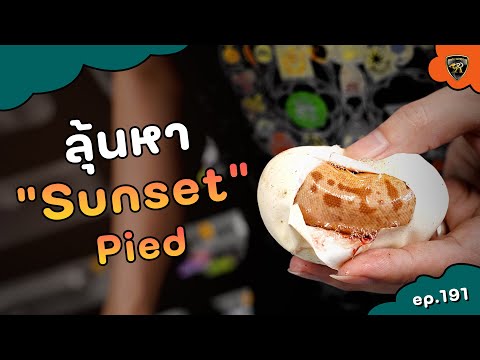 ตัดไข่งูหาSunsetPied【EP.191