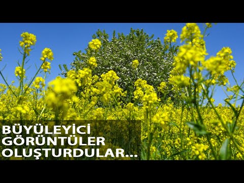 Hardal Çiçekleri, Tunceli’yi Sarıya Boyadı