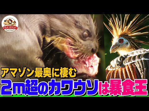【まさに秘境】アマゾン最奥地で千石先生が２ｍ超のオオカワウソを発見し絶句！世界で１種しかいない鳥やワニの親子も【どうぶつ奇想天外／WAKUWAKU】