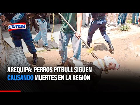 Arequipa: Perros pitbull siguen causando muertes en la región
