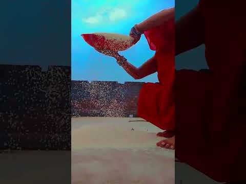 #song बीजुलु