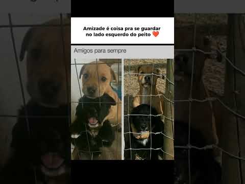Esses doguinho foram criados juntos e criaram um laço muito forte na amizade