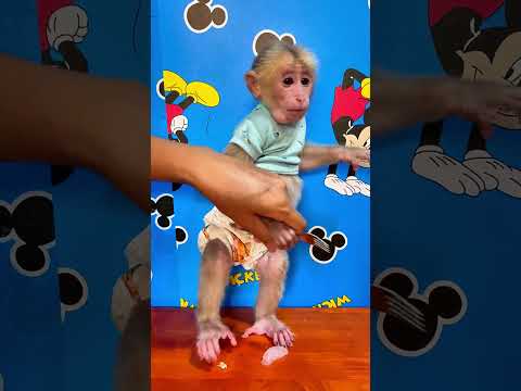 Monkey enjoys every moment in his loving human home! 🏡🐵 #HappyMonkey #CuteLife