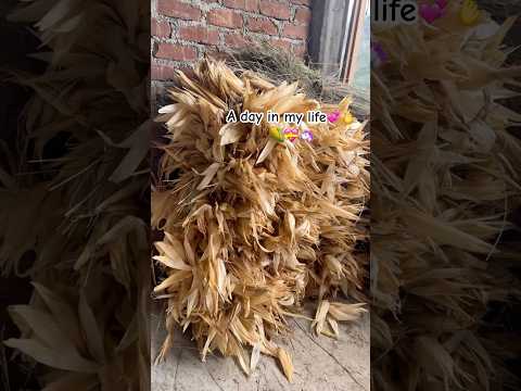 Just a random 30 seconds turned into magic ✨ #song #newsong #love #trending #shorts