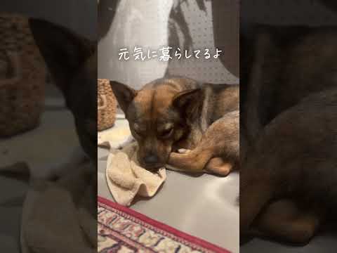 最近のこと