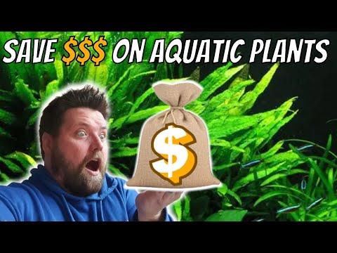 This SIMPLE TIP will Save you Hundreds on Aquatic  Save Money using this simple Tip.
A Java fern propagation tutorial.

#savemoney #javafern #propagati