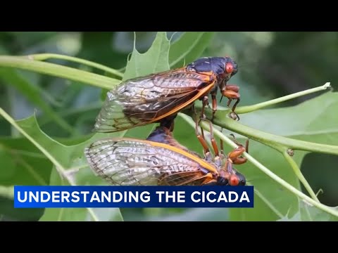 Why are cicadas so loud? The Field Museum explains