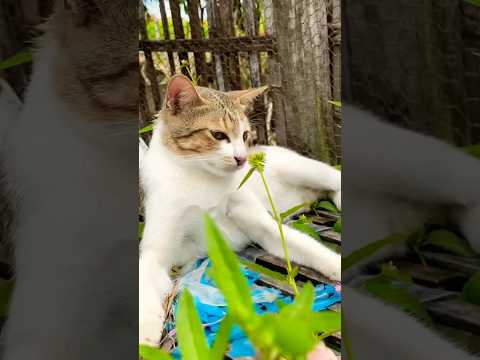 #cat #cats #cute #catvideos #catshorts #catai #ai #funny #love #pets #lovely #shorts #shortvideos