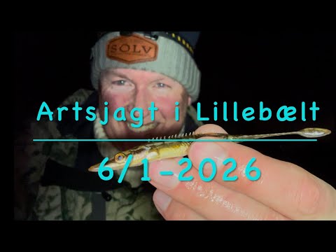 Artsjagt i Lillebælt 6/1-26