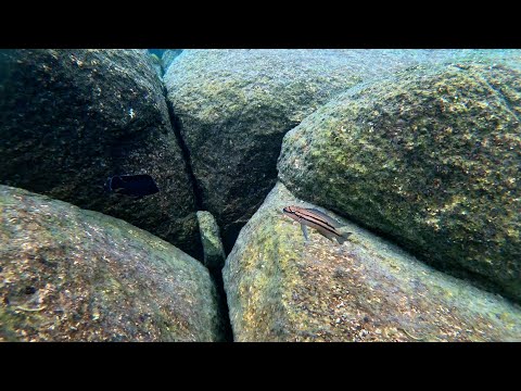Swimming With Cichlids - Across the Rocks - Mtosi  Here are some quick clips of Perissodus microlepis, Chalinochromis sp. bifrenatus, Lamprichthys tang