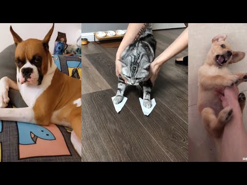 Funny animals reactions | funny animal memes videos vines compilation 2020
