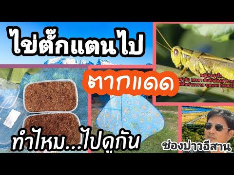 เลี้ยงตั๊กแตนวิธีเพาะฟักไข่โด