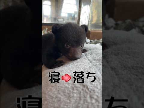 寝落ちする赤ちゃんグマ #shorts #bear #クマ