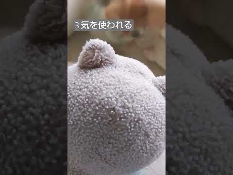 ダジャレを言った時の辛い反応4選 後編#ダジャレ #雑学 #モモンガ