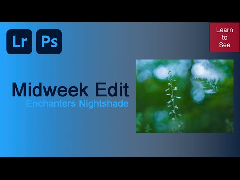 Midweek Edit - Intimate Landscapes | Enchanters nightshade