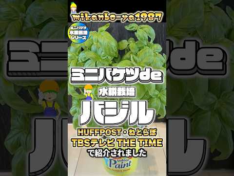 【TVで紹介されました】バジルをお部屋の中で土を全く使わずにおもちゃのバケツで水耕栽培したら虫もつかずに大量収穫出来た感動の記録 #ハーブ