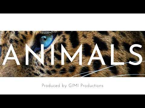 Rihanna Type Beat 2026 – “Animals” | Dancehall Summer Pop R&B Instrumental