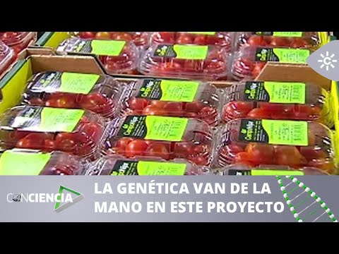 ConCiencia | Tomates a la carta gracias a la Inteligencia Artificial