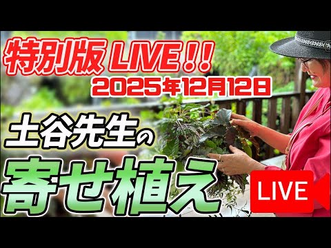 《生配信》2025年12月12日土谷ますみ先生の寄せ植えをLIVEにてご紹介!八王子本店からお届けします!