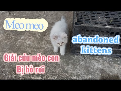 Ong Sâu Dế TV | Giải cứu chú mèo con trắng bị bỏ rơi