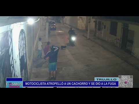 Trujillo: motociclista atropelló a un cachorro y se dio a la fuga