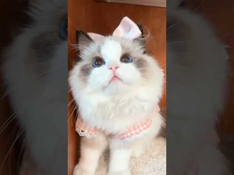 Cat lover #DreamScreenAI  love you