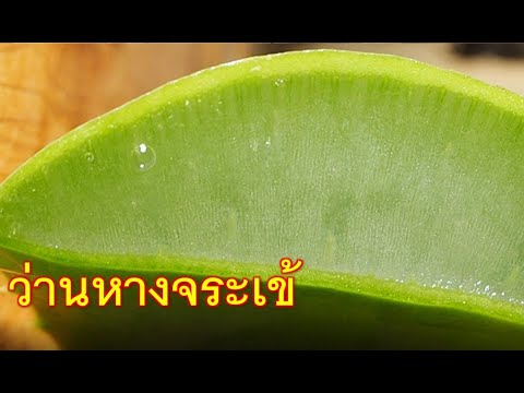 ว่านหางจระเข้-คำแนะนำในการใช้ว ว่านหางจระเข้-คำแนะนำในการใช้ว