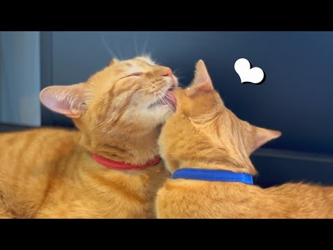 真夏なのにイチャイチャする茶トラ猫【アルテノ茶トラ双子猫】