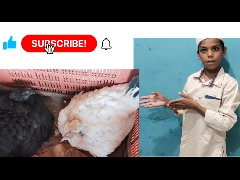 Allah ke naam wali Bakri ka vlog//murge ke block//duniya ki sabse mehngi bakri//khubsurat bakri