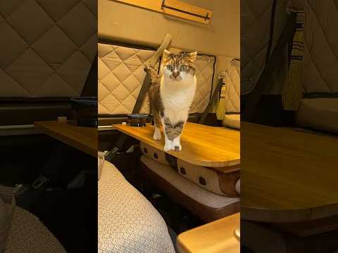 雨の日は車で映画鑑賞|Aladdinプロジェクター#PR #プロジェクター #アラジンエックス #ポップインアラジン