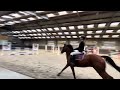Show jumping pony Knappe, lieve spring/allround pony ZZ