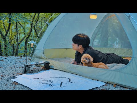 Solo Camping in Healing Forest with My Dog . Cozy Relaxing in the Tent . Forest Birds ASMR